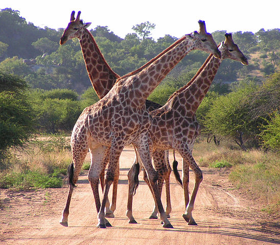 Giraffes