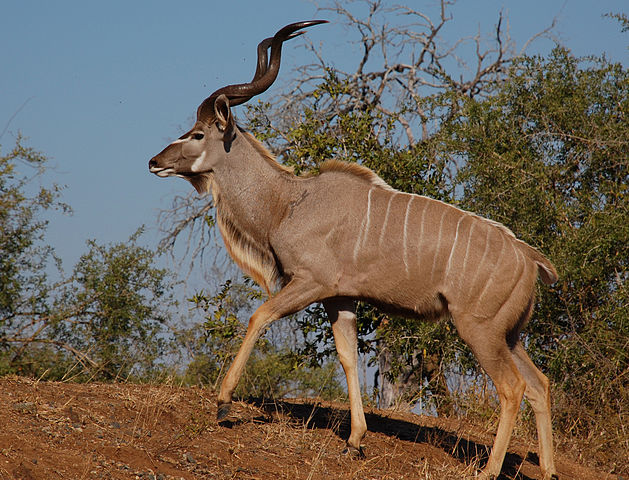 Male greater kudu