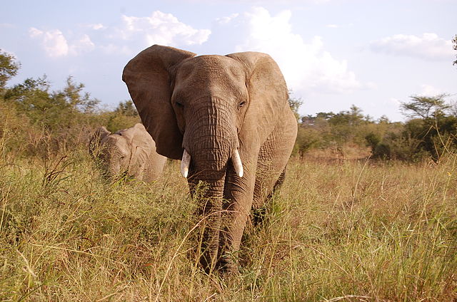 Kruger Elephant