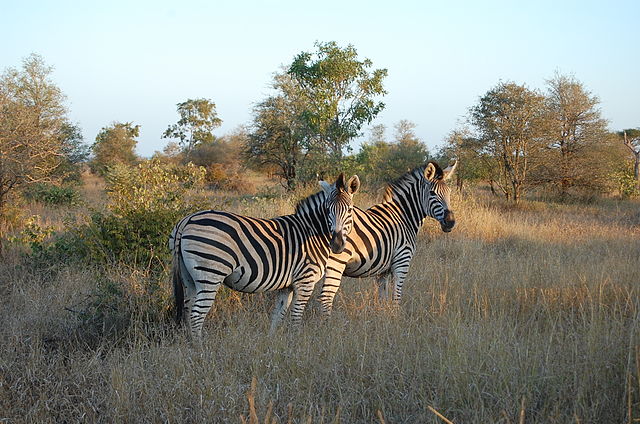 Kruger Zebra