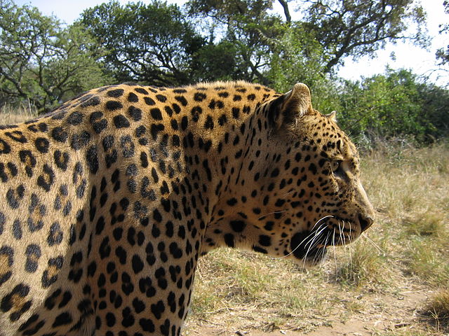 Leopard Kruger
