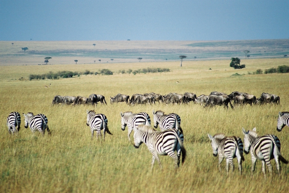 Kenya-Safari