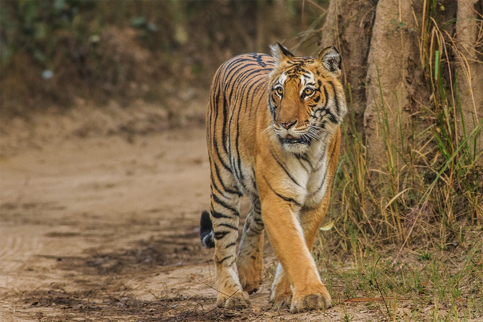 Bengal Tiger, Corbett Uttarakhand