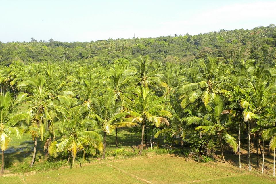 Coconut trees and paddy field