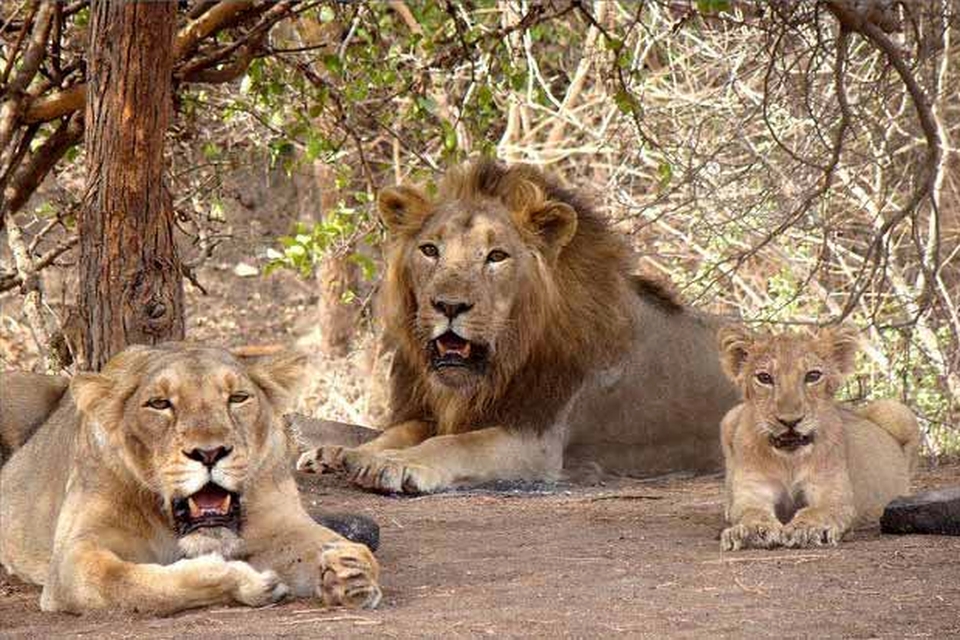 Gir lion, Gir forest