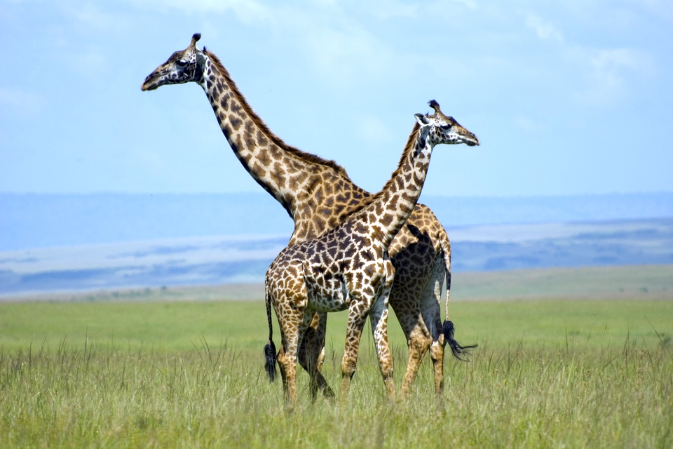 Giraffes Masai Mara