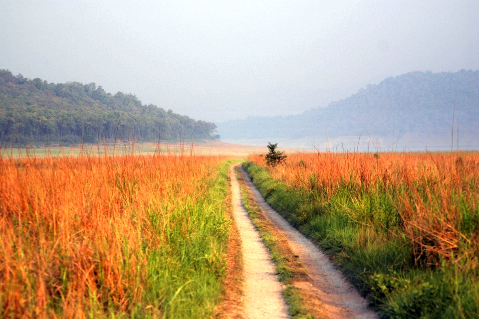 Grasslands, Jim Corbett National Park