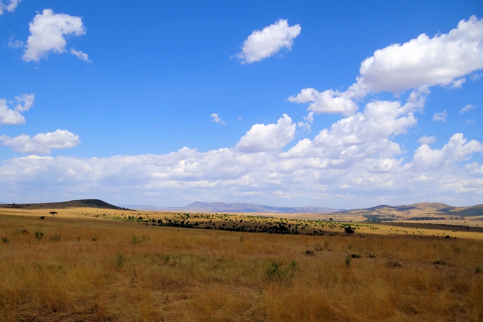 Maasai Mara Typical Scenery