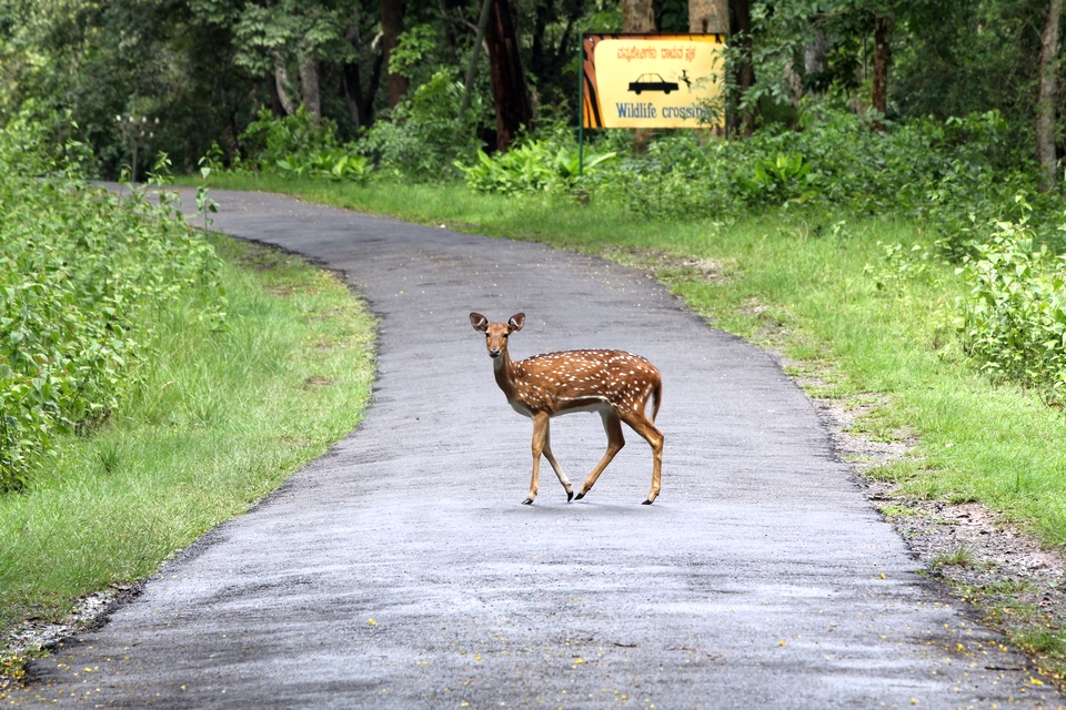 Nagarhole National Park, Coorg