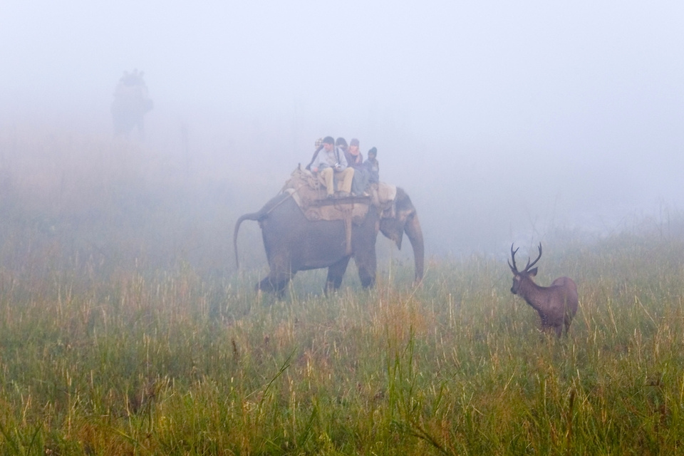 Sambar Deer, Jim Corbet National Park