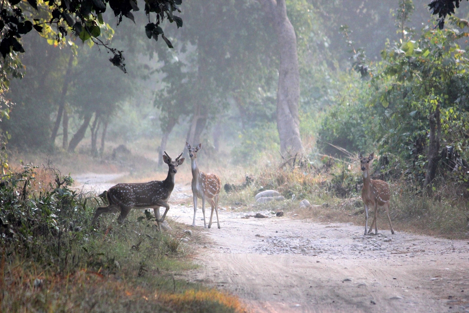 Spotted deers Jim Corbett National Park