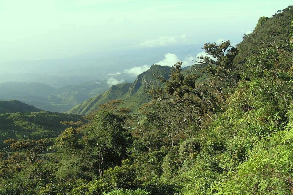 Sri Lanka mountain forest