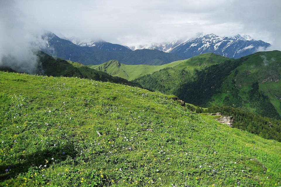 Tea plantation