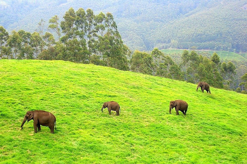 Wild Elephants, Munnar