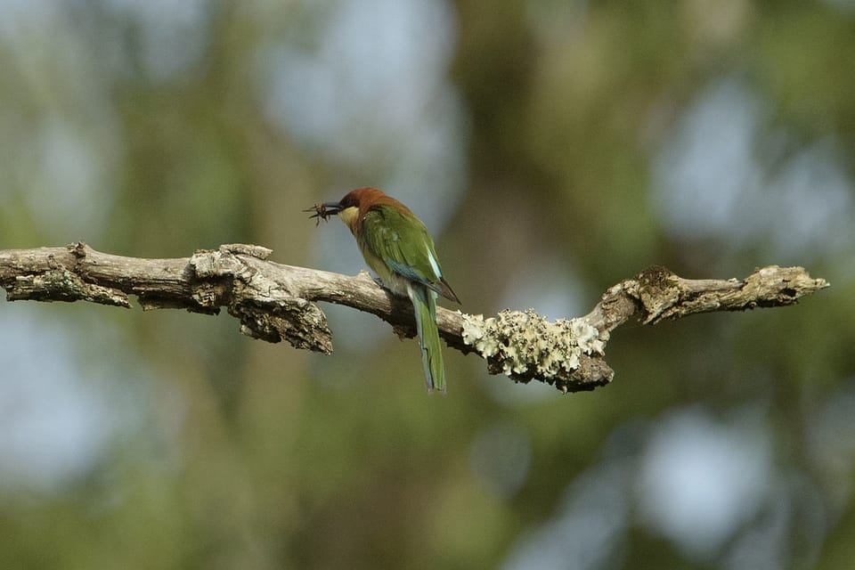 Bandipur National Park